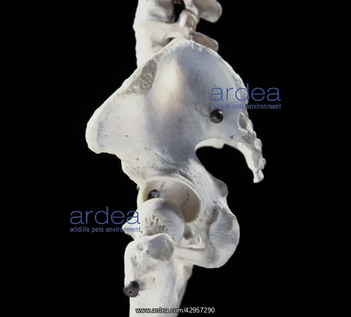 : Human skeleton - body structure - upper body - Pelvis bone : Human skeleton - body structure - upper body - Pelvis bone