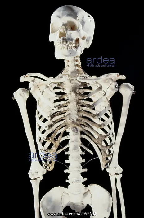 : Human skeleton - body structure - upper body showing : Human skeleton - body structure - upper body showing