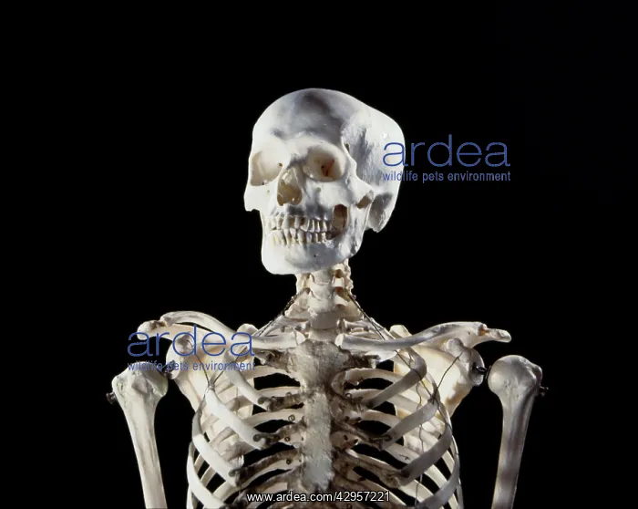 : Human skeleton - body structure - upper body showing ribs : Human skeleton - body structure - upper body showing ribs