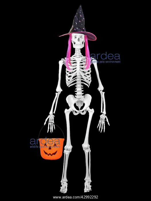 : Human Skeleton with Halloween props : Human Skeleton with Halloween props