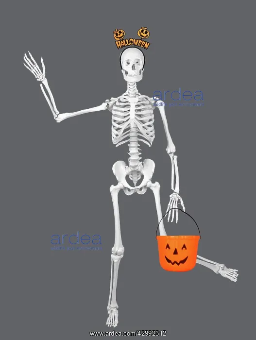 : Human Skeleton with Halloween props : Human Skeleton with Halloween props