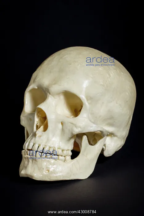 : Human Skull : Human Skull