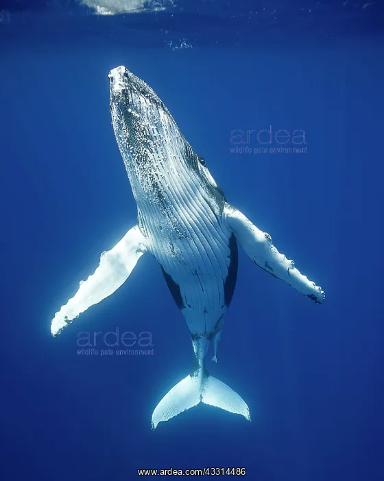 : HUMBACK WHALE CALF HUMPBACK WHALE CALF, Megaptera novaea : HUMBACK WHALE CALF HUMPBACK WHALE CALF, Megaptera novaea
