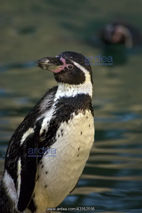 : Humboldt penguin : Humboldt penguin