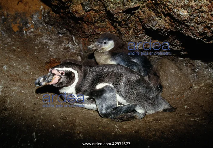 : Humboldt Penguin - adult in nest with chickS : Humboldt Penguin - adult in nest with chickS
