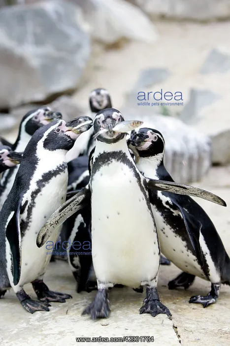 : Humboldt penguin - group, one with fish in beak : Humboldt penguin - group, one with fish in beak
