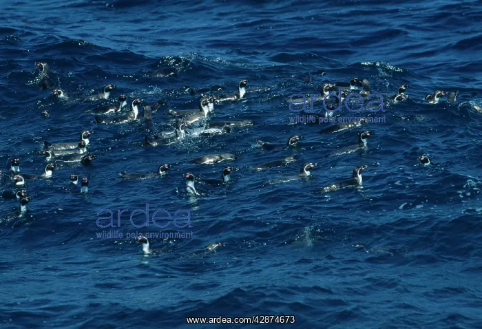 : Humboldt Penguin - Group swimming : Humboldt Penguin - Group swimming