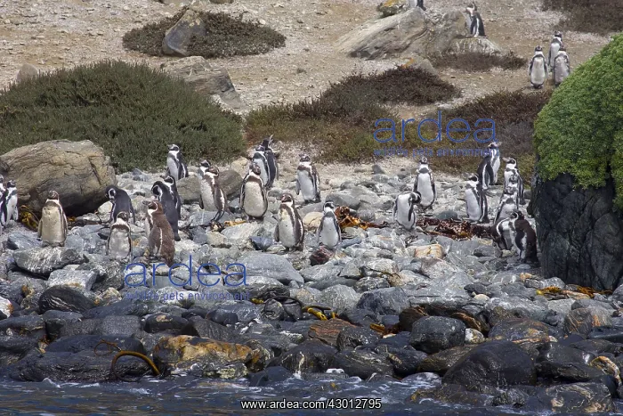 : Humboldt Penguin - Pan de Azucar National Park - Chile : Humboldt Penguin - Pan de Azucar National Park - Chile