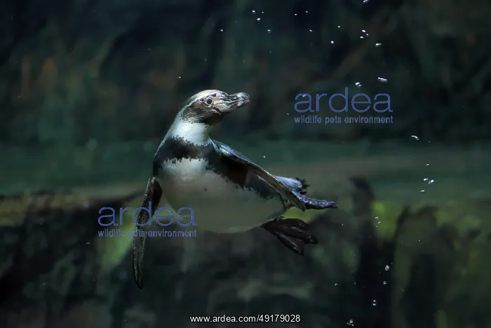 : Humboldt Penguin (Spheniscus humboldti) : Humboldt Penguin (Spheniscus humboldti)
