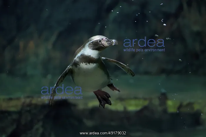 : Humboldt Penguin (Spheniscus humboldti) : Humboldt Penguin (Spheniscus humboldti)