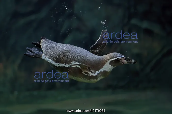 : Humboldt Penguin (Spheniscus humboldti) : Humboldt Penguin (Spheniscus humboldti)