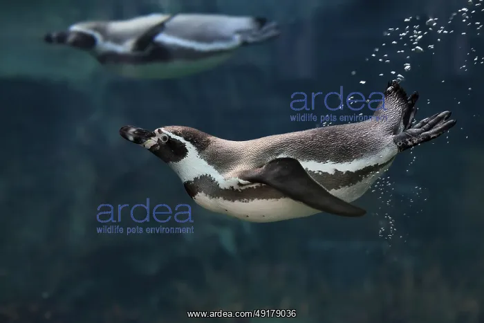 : Humboldt Penguin (Spheniscus humboldti) : Humboldt Penguin (Spheniscus humboldti)