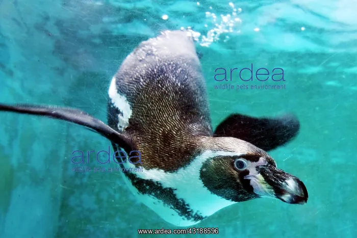  : Humboldt penguin (Spheniscus humboldti), captive