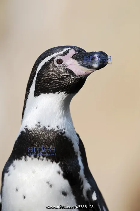 : Humboldt penguin (Spheniscus humboldti), captive : Humboldt penguin (Spheniscus humboldti), captive