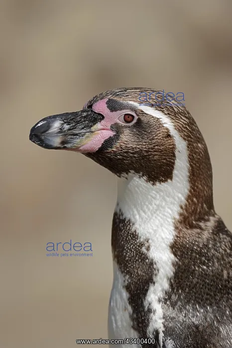 : Humboldt penguin (Spheniscus humboldti), captive : Humboldt penguin (Spheniscus humboldti), captive