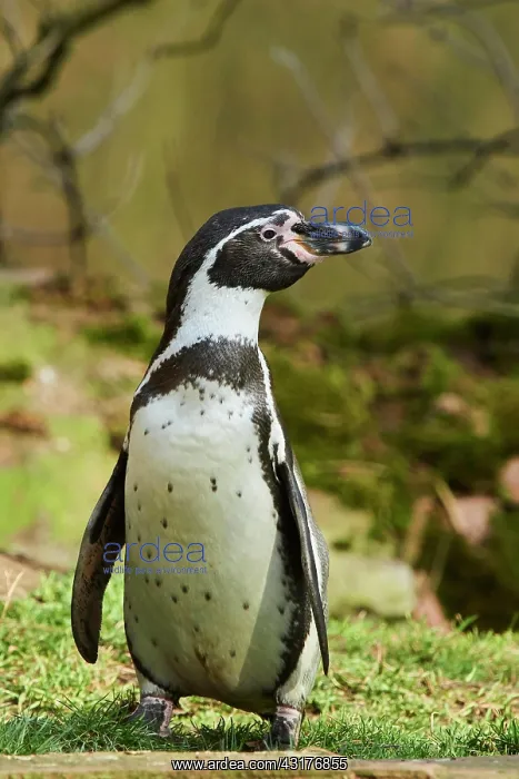  : Humboldt penguin (Spheniscus humboldti) on grass