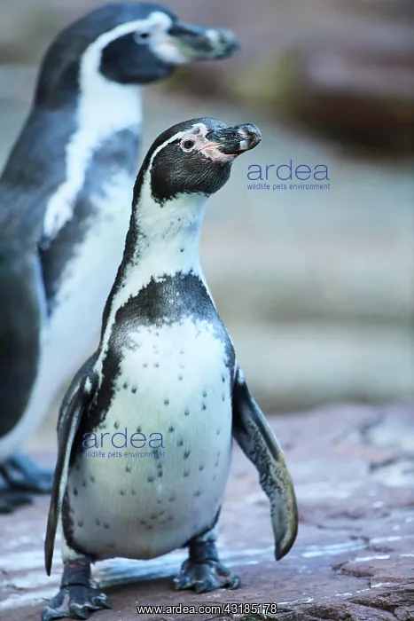 : Humboldt penguin (Spheniscus humboldti) standing : Humboldt penguin (Spheniscus humboldti) standing