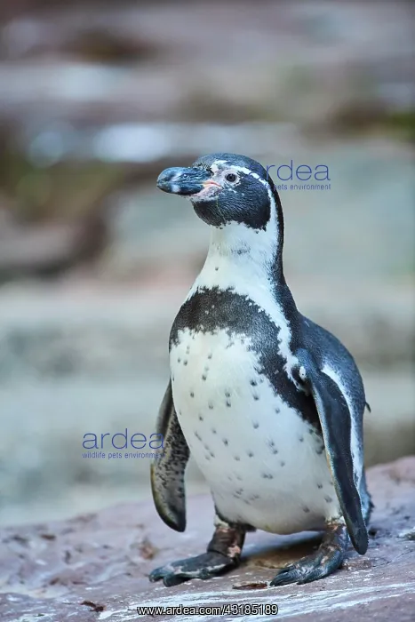 : Humboldt penguin (Spheniscus humboldti) standing : Humboldt penguin (Spheniscus humboldti) standing