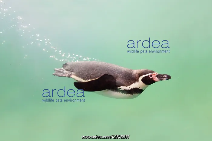 : Humboldt Penguin - swimming underwater : Humboldt Penguin - swimming underwater