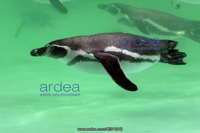 : Humboldt Penguin - swimming under water : Humboldt Penguin - swimming under water