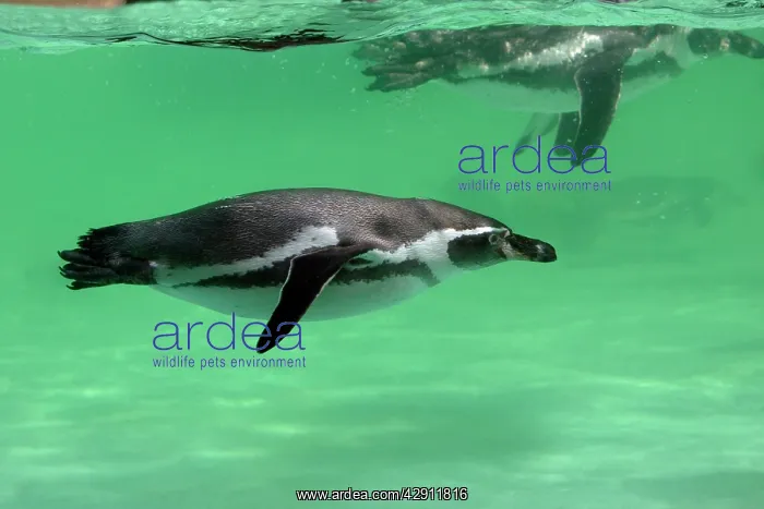 : Humboldt Penguin - swimming under water : Humboldt Penguin - swimming under water