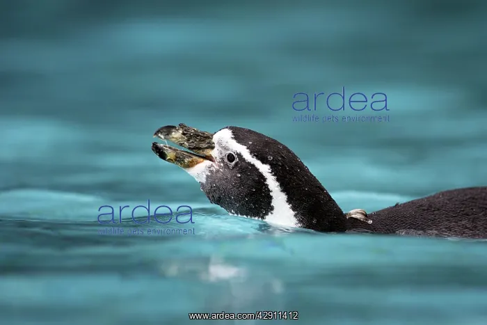 : Humboldt Penguin - in water : Humboldt Penguin - in water