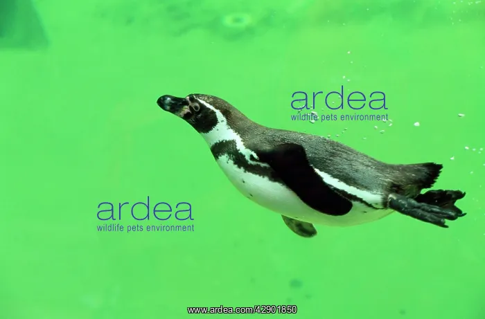 : Humboldt / Peruvian Penguin : Humboldt / Peruvian Penguin