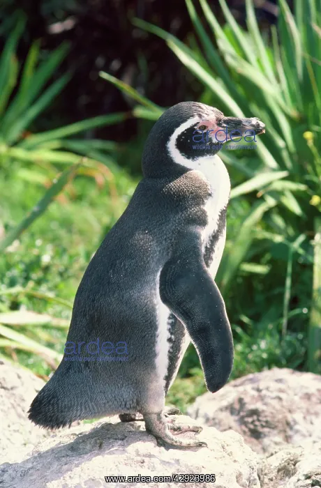 : Humboldt / Peruvian PENGUIN : Humboldt / Peruvian PENGUIN