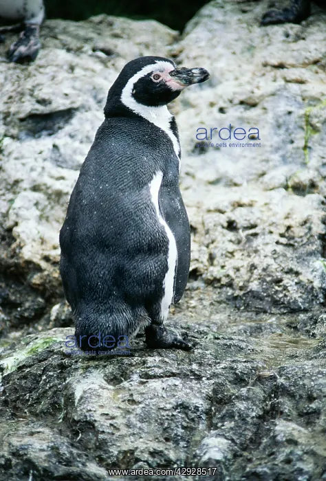 : Humboldt / Peruvian PENGUIN : Humboldt / Peruvian PENGUIN