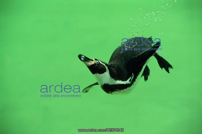 : Humboldt / Peruvian PENGUIN - swimming : Humboldt / Peruvian PENGUIN - swimming