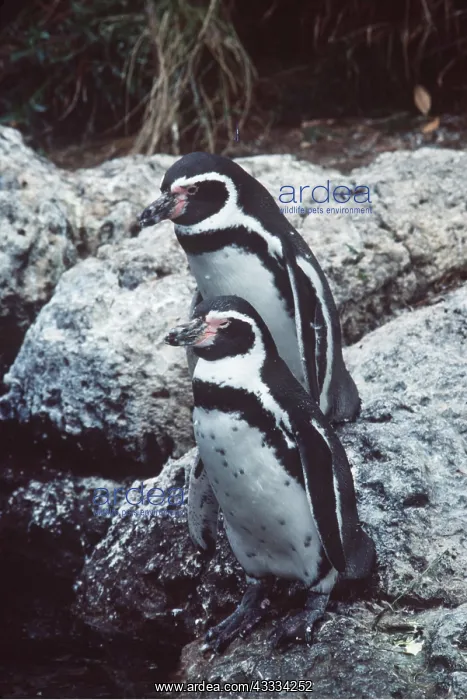 : Humboldt / Peruvian PENGUINS - x two, on rocks : Humboldt / Peruvian PENGUINS - x two, on rocks