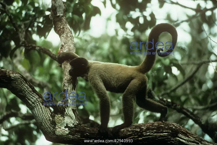 : HumboldtIs Woolly / Brown-headed MONKEY : HumboldtIs Woolly / Brown-headed MONKEY