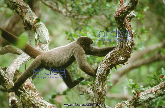 : HumboldtIs Woolly / Brown-headed MONKEY - In canopy : HumboldtIs Woolly / Brown-headed MONKEY - In canopy