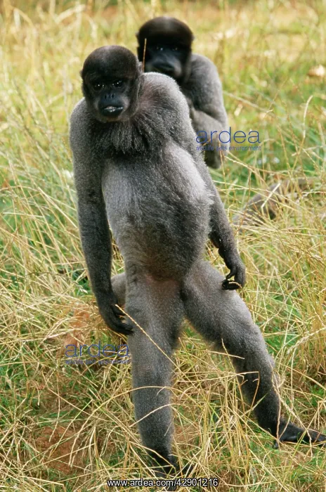 : HumboldtIs Woolly / Brown-headed MONKEY - two standing : HumboldtIs Woolly / Brown-headed MONKEY - two standing
