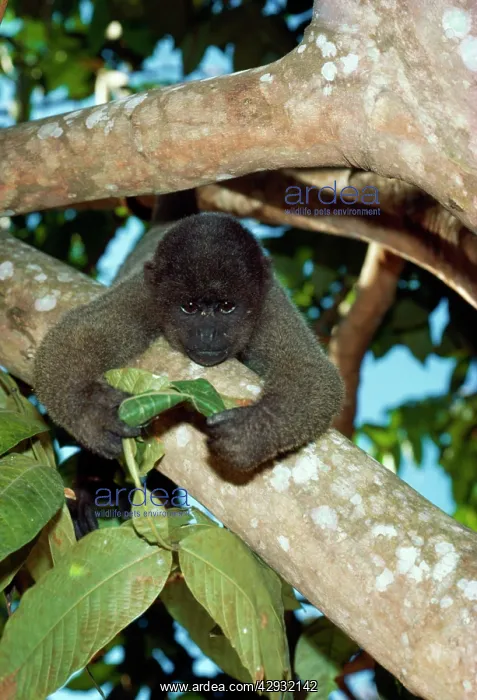 : HumboldtIs Woolly / Brown-headed MONKEY - in tree : HumboldtIs Woolly / Brown-headed MONKEY - in tree