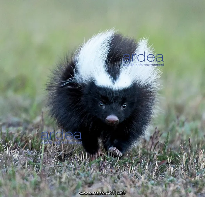 : Humboldt's Hog-nosed  /  Patagonian Skunk running on grass