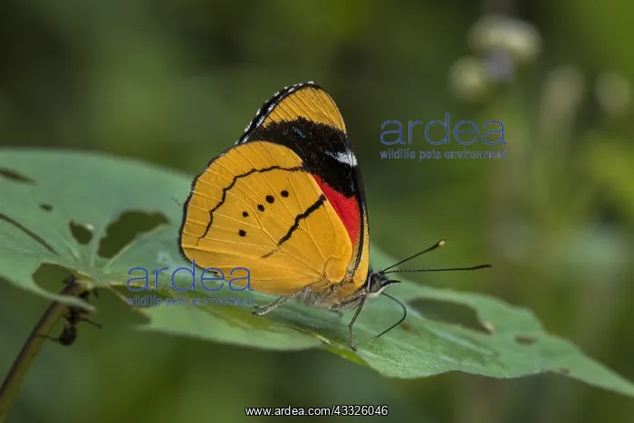 : Humboldt's Perisama butterfly (Perisama humboldtii) : Humboldt's Perisama butterfly (Perisama humboldtii)