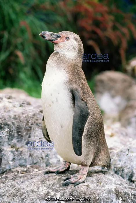: Humboldt's / Peruvian PENGUIN - juvenile : Humboldt's / Peruvian PENGUIN - juvenile
