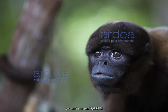 : Humboldt's Woolly Monkey (Lagothrix logotricha) : Humboldt's Woolly Monkey (Lagothrix logotricha)