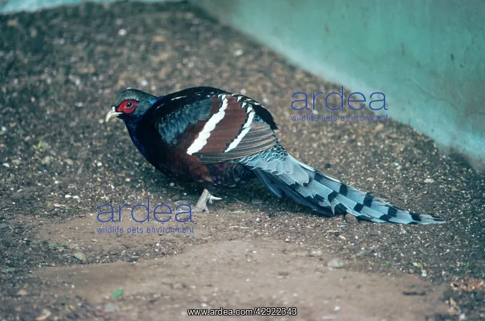 : Hume's bar-tailed pheasant - male : Hume's bar-tailed pheasant - male