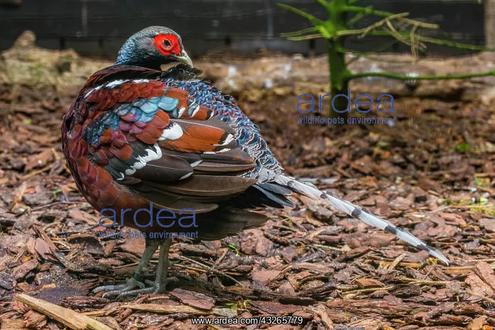 : Humes Bar-tailed Pheasant, male, captive, native : Humes Bar-tailed Pheasant, male, captive, native