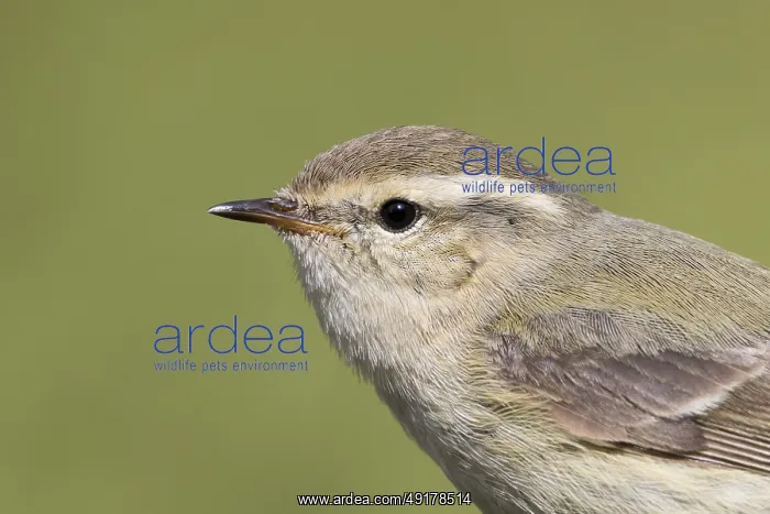 : Humes Leaf Warbler - Tienschan-Laubsanger - Phyllsocopus humei ssp : Humes Leaf Warbler - Tienschan-Laubsanger - Phyllsocopus humei ssp
