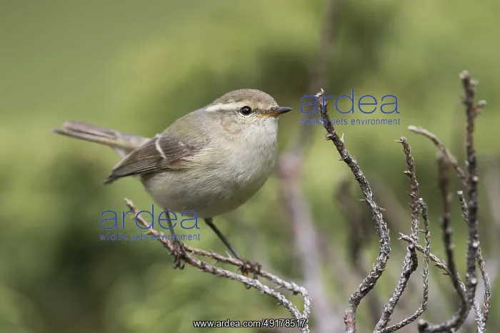 : Humes Leaf Warbler - Tienschan-Laubsanger - Phyllsocopus humei ssp : Humes Leaf Warbler - Tienschan-Laubsanger - Phyllsocopus humei ssp