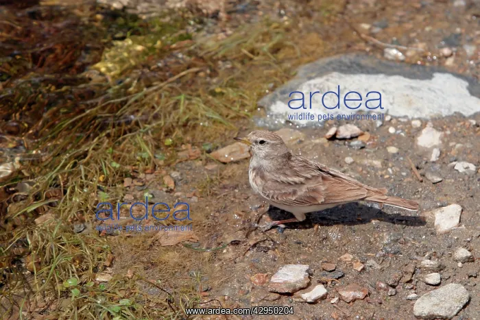 : Hume's Short-toed Lark : Hume's Short-toed Lark