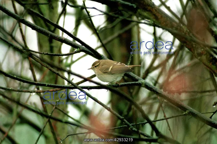 : Humes Yellow-browed / Humes Leaf Warbler : Humes Yellow-browed / Humes Leaf Warbler