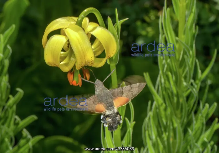  : Humming-bird hawk-moth, Macroglossum stellatarum