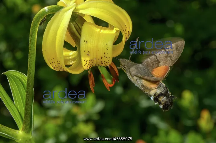 : Humming-bird hawk-moth, Macroglossum stellatarum : Humming-bird hawk-moth, Macroglossum stellatarum