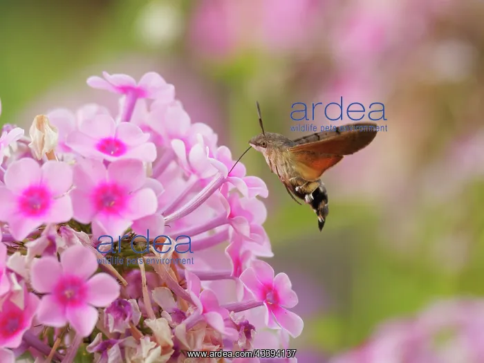 : Humming-bird Hawkmoth - feeding on Garden Phlox : Humming-bird Hawkmoth - feeding on Garden Phlox