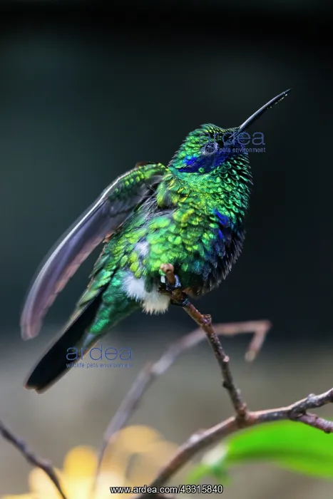  : Humming Bird, Sparkling Violetear, perched on twig