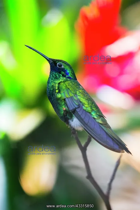  : Humming Bird, Sparkling Violetear, perched on twig
